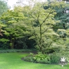 Tenuifolium