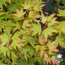 acer-palmatum-coonara-pygmy-ete