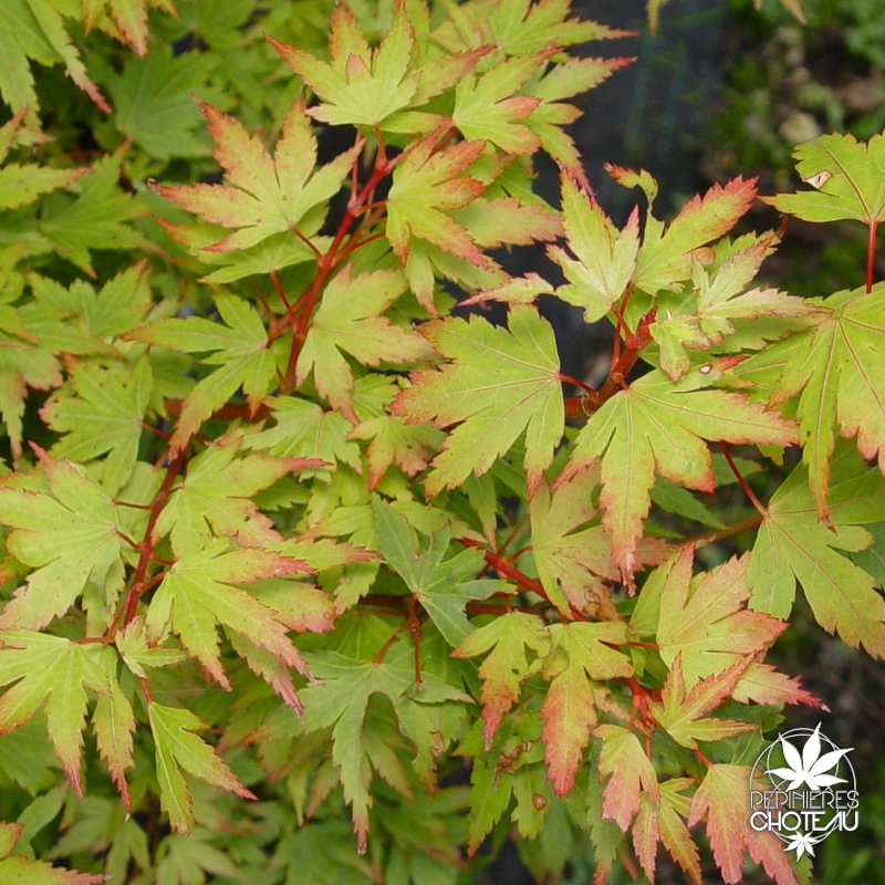 Tenuifolium