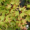 Tenuifolium