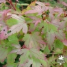 acer-palmatum-coonara-pygmy-debut-de-l-automne