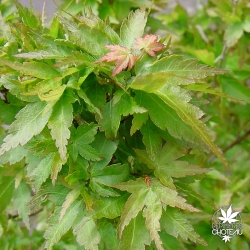 Tenuifolium