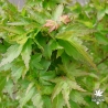 Tenuifolium