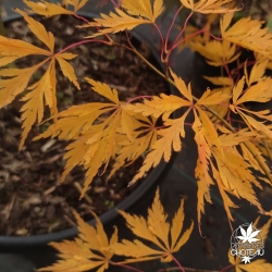 Acer-palmatum-Contorta-automne-2