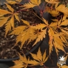 Acer-palmatum-Contorta-automne-2