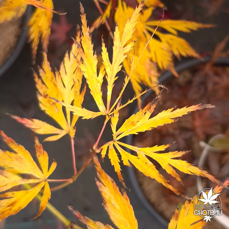 Acer-palmatum-Contorta-automne