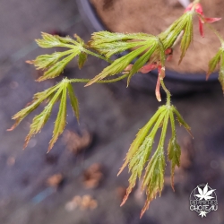 Acer-palmatum-Contorta-printemps