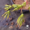 Tenuifolium