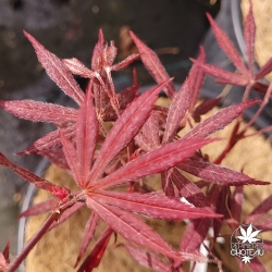 Acer-palmatum-Christy-Ann-printemps
