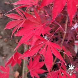 Acer-palmatum-Christy-Ann-automne