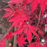 Acer-palmatum-Christy-Ann-automne