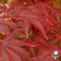 acer-palmatum-chokei-ji-automne-2