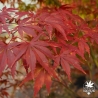 Tenuifolium