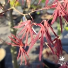 Acer-palmatum-Chokei-ji-printemps