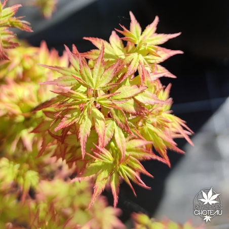 Acer-palmatum-Saiho-printemps
