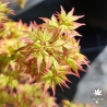 Acer-palmatum-Saiho-printemps