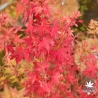 Acer-palmatum-Saiho-automne