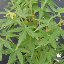 acer-palmatum-saiho-ete