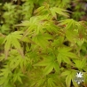 acer-palmatum-saiho-fin-de-printemps
