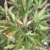 Acer-palmatum-Saint-Jean.-fin-d-ete