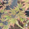 Acer-palmatum-Saint-Jean-ete