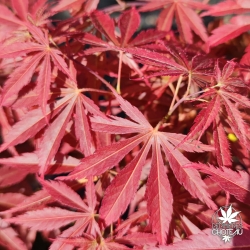 Acer-palmatum-Saint-Jean-automne