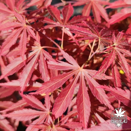 Acer-palmatum-Saint-Jean-automne