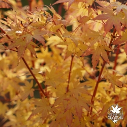 acer-palmatum-sangokaku-automne-2