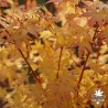 acer-palmatum-sangokaku-automne-2