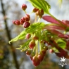 acer-palmatum-sangokaku-fleurs