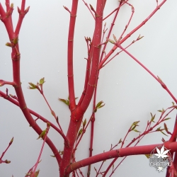 acer-palmatum-sangokaku-ecorce