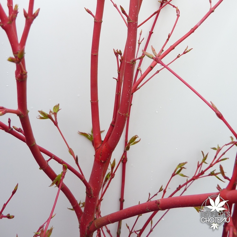 acer-palmatum-sangokaku-ecorce