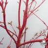 acer-palmatum-sangokaku-ecorce