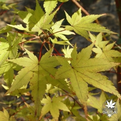 acer-palmatum-sangokaku-automne