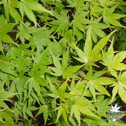 acer-palmatum-sangokaku-ete