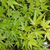 acer-palmatum-sangokaku-ete