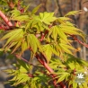 Acer-palmatum-Sangokaku-printemps