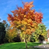 Acer-palmatum-Sango-kaku-automne-adulte