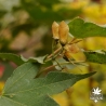 acer-palmatum-saoshika-fruits