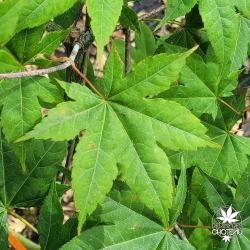 Acer-palmatum-Saoshika-ete-2