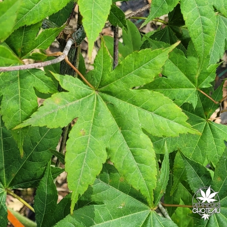 Acer-palmatum-Saoshika-ete-2