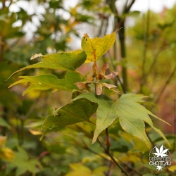 acer-palmatum-saoshika-debut-d-automne