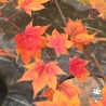Acer-palmatum-Saoshika-automne