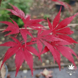 Tenuifolium