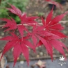 Tenuifolium