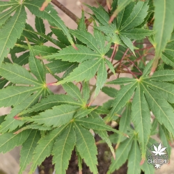 Acer-palmatum-Chitose-yama-ete