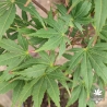 Tenuifolium
