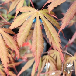 Acer-palmatum-Chitose-yama-printemps