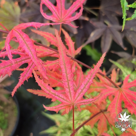 Acer-palmatum-Celebration-printemps