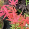 Acer-palmatum-Celebration-printemps